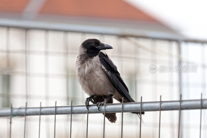 冠乌鸦(Corvus cornix)